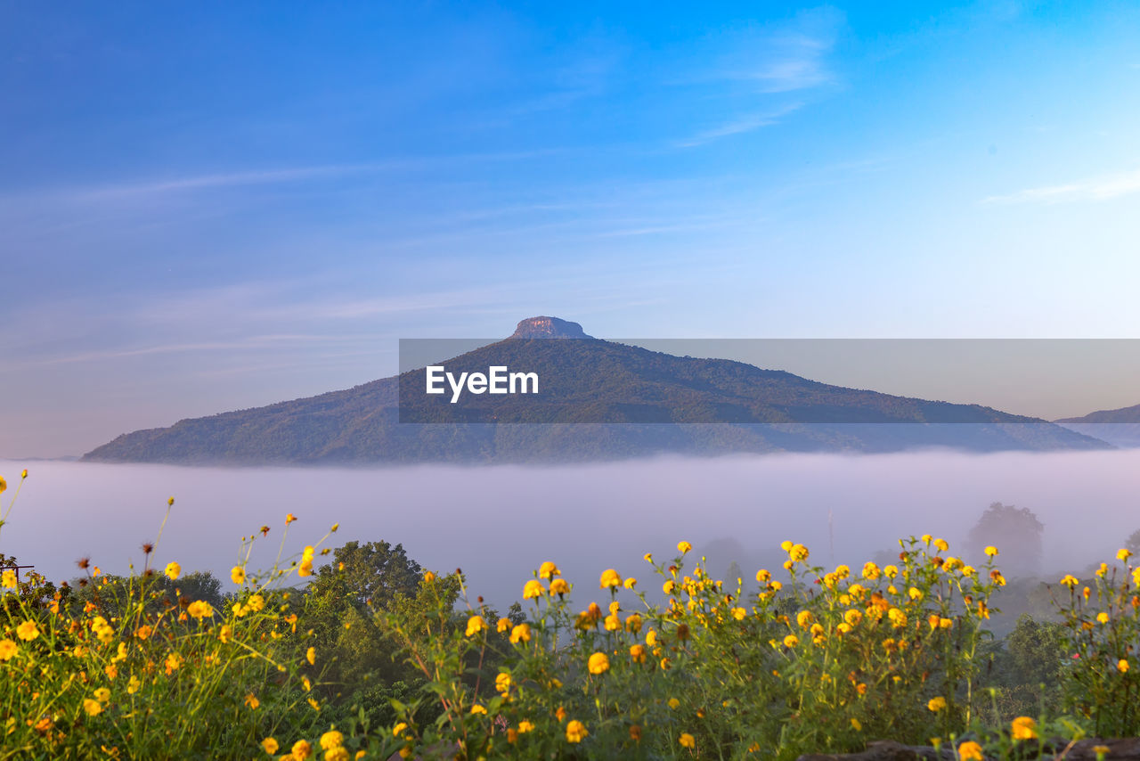 Sunrise and The Mist , Landscape at Phu Hor , Loei Province,Thailand Blackground Country Fresh Color Heaven Morning Beauty In Nature Colorful Countryside Flower Fog Landscape Milky Way Mist Misty Morning Mountain Nature No People Outdoors Paradise Sky Star Sunrise Tranquil Scene Tranquility Wallpaper