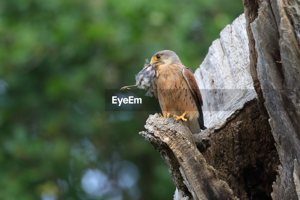 A male common kestrel with a kill