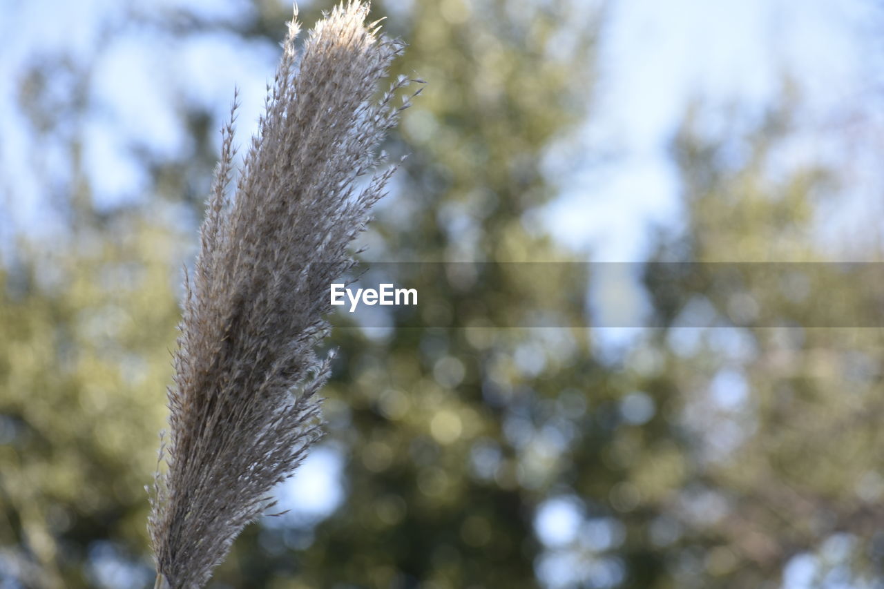 CLOSE-UP OF FEATHER AGAINST TREES