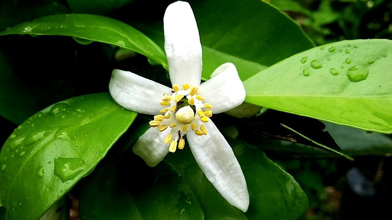 CLOSE-UP OF WHITE FLOWER BLOOMING IN PARK