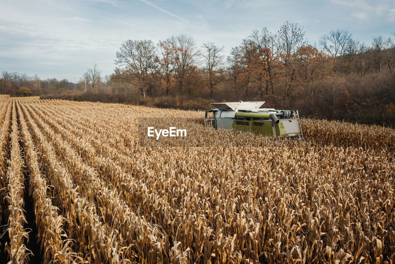 Aerial view of a combine harvesting corn with a modern machine, effective harvest