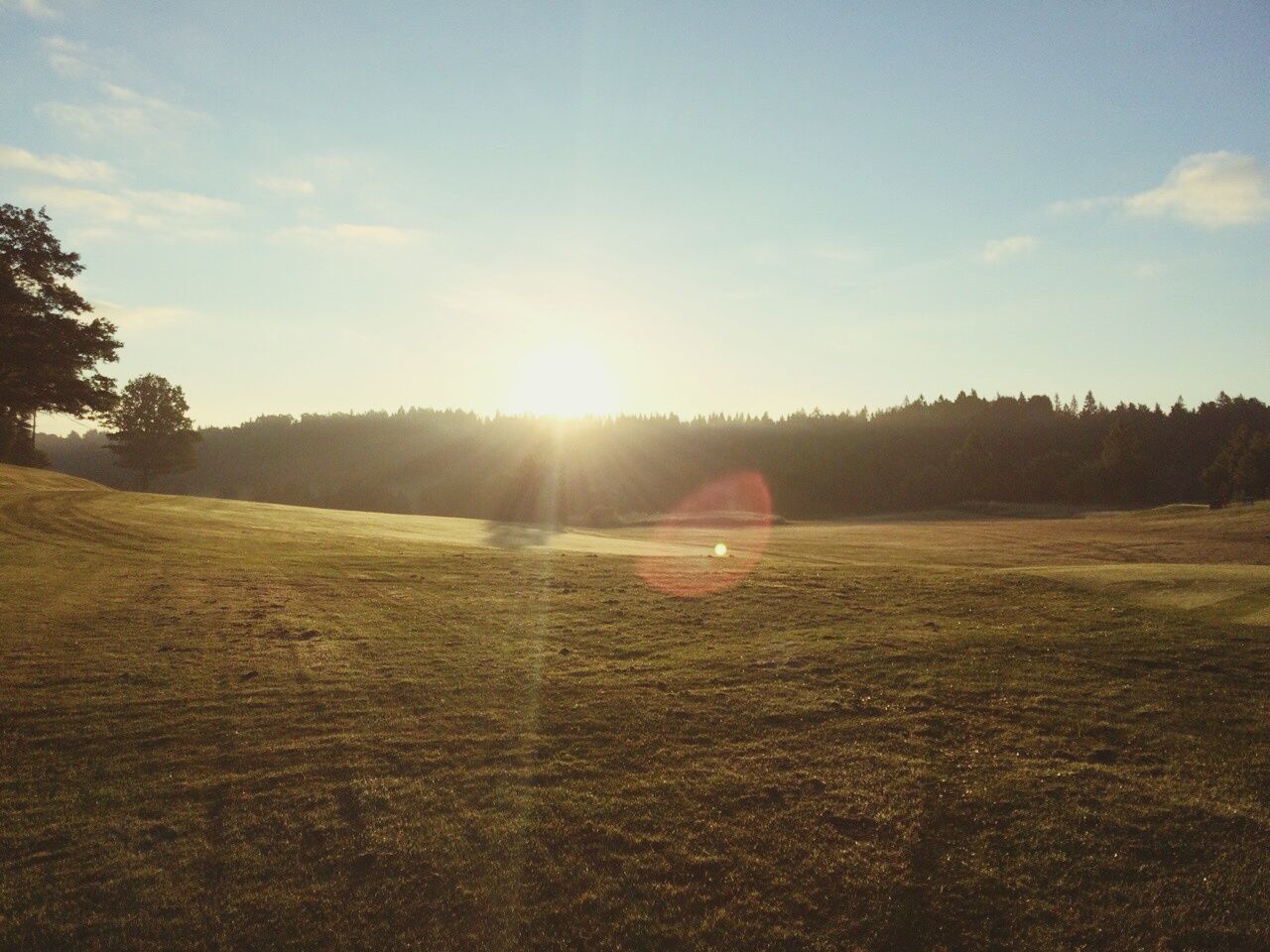 Scenic view of grassy field against sky