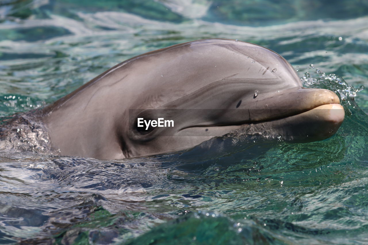 Bottlenose dolphin close-up side view