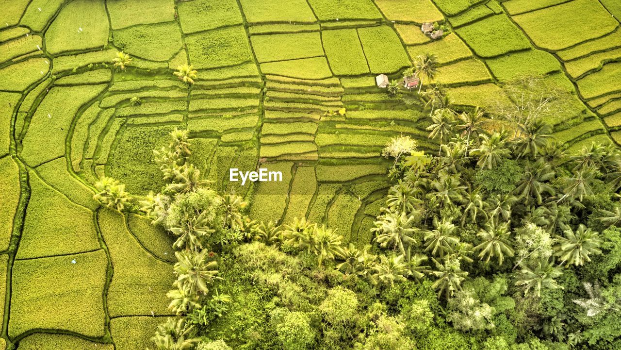 High angle view of agricultural field in bali