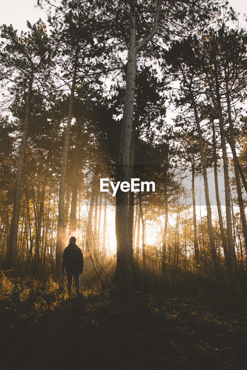 Rear view of man standing by trees in forest during sunset