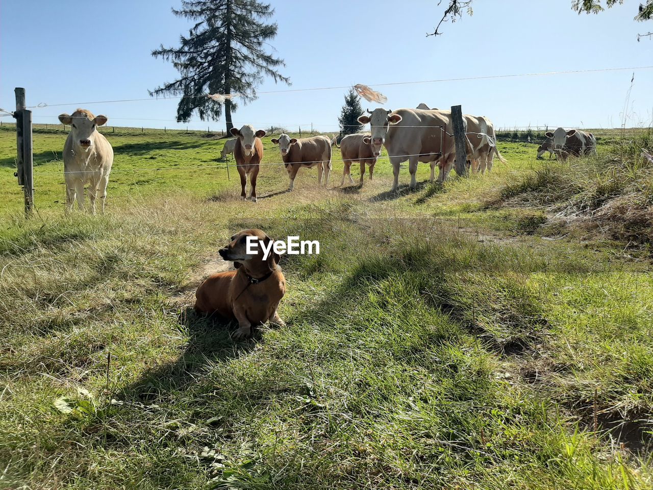 Cows on field