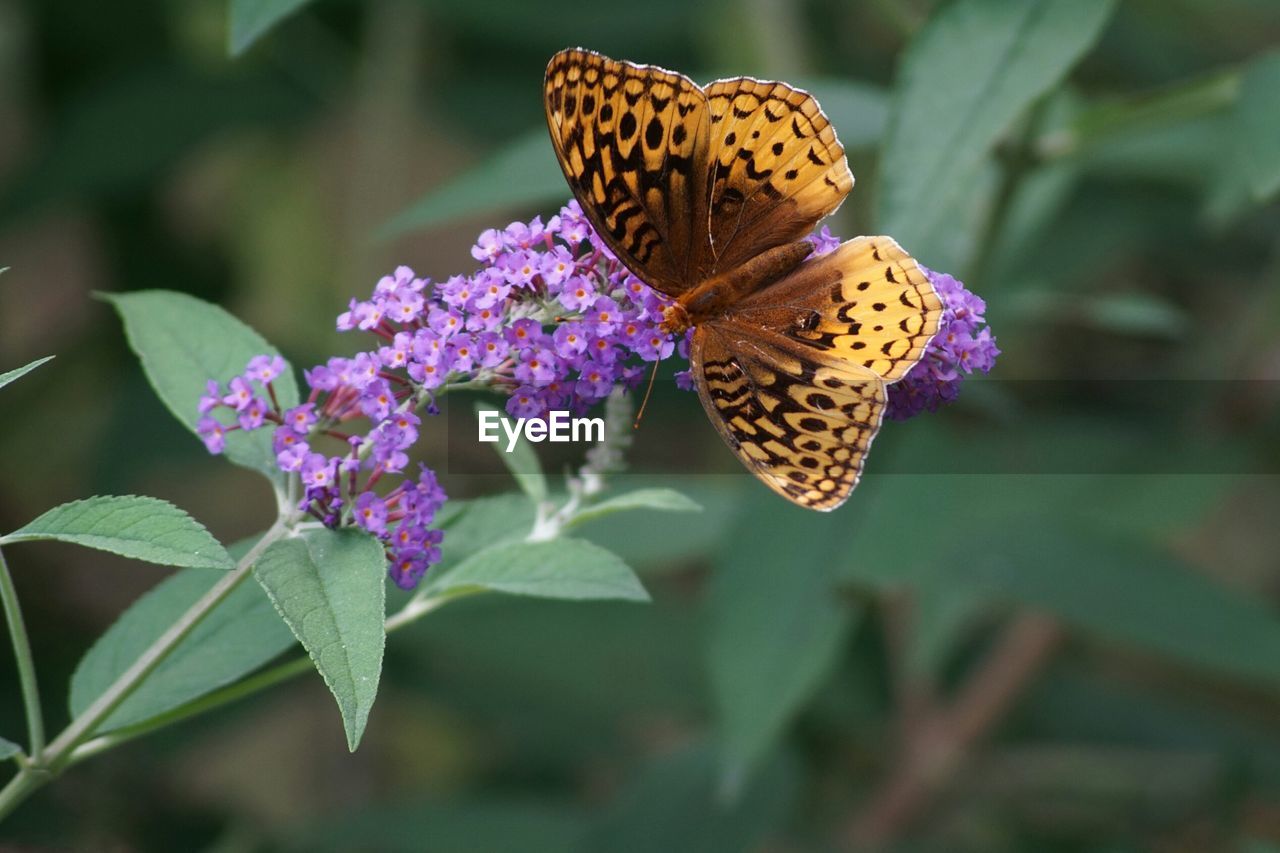 Close-up of butterfly on flower