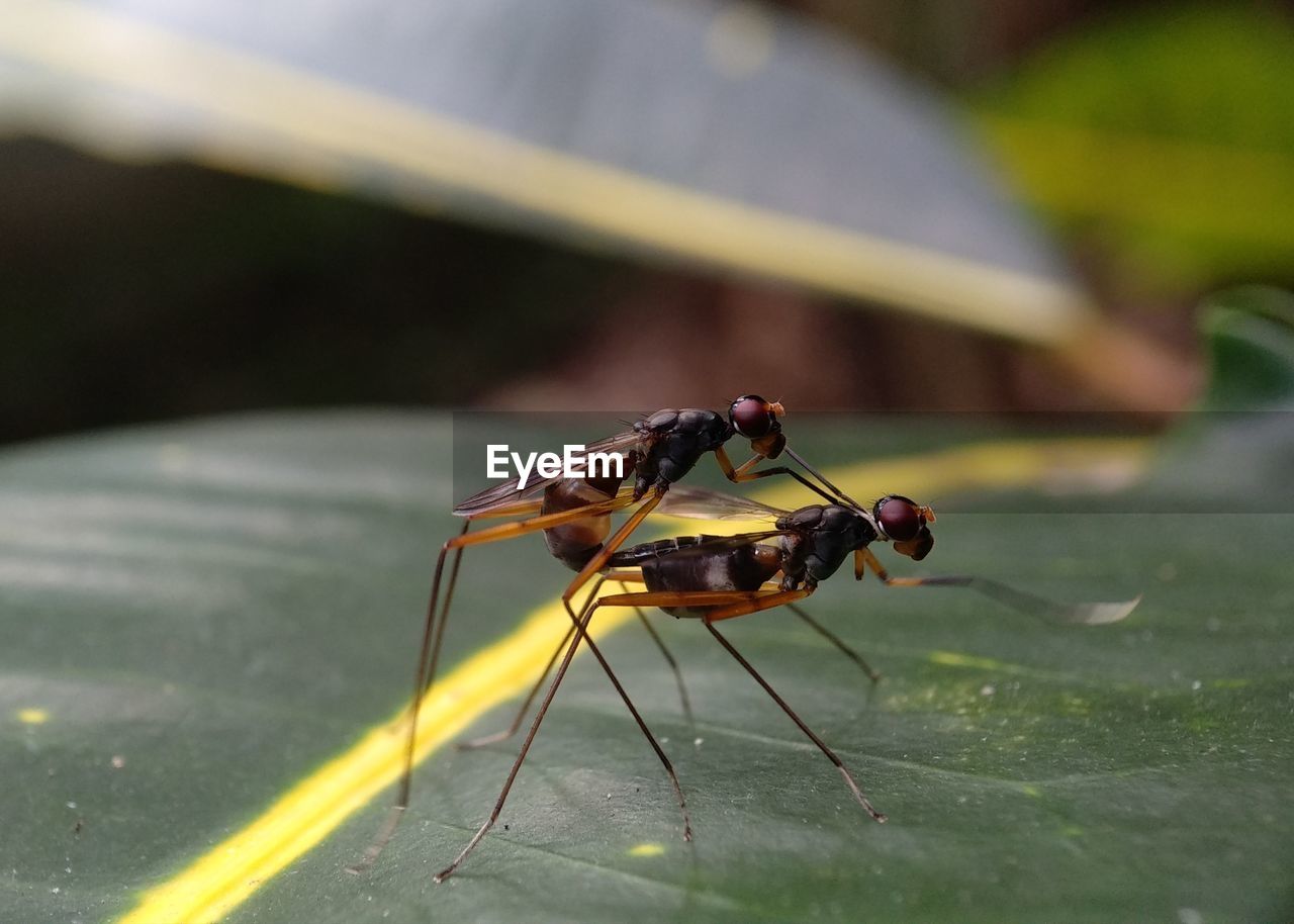 Close-up of insects mating on leaf