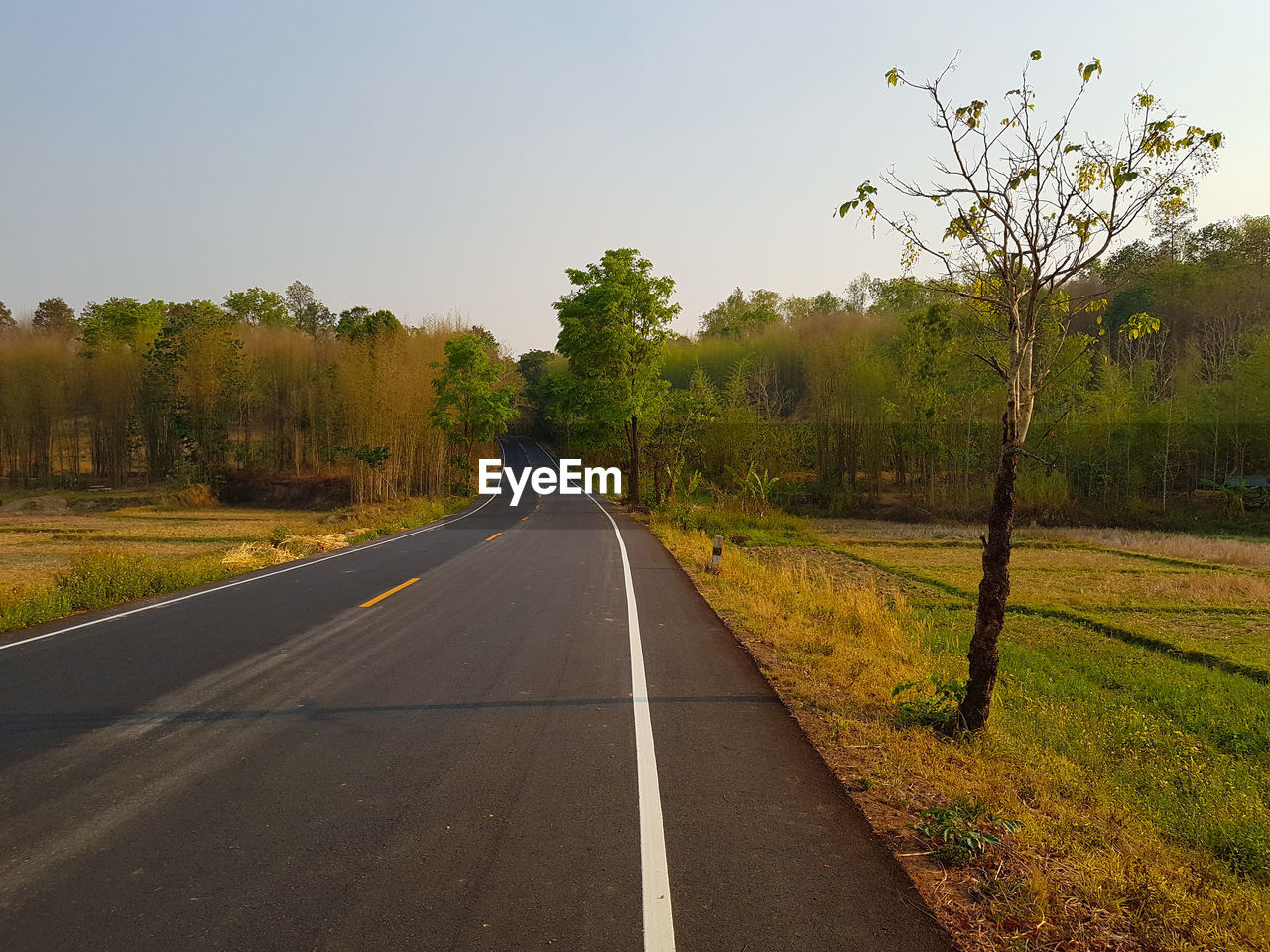 Empty road along trees and plants against sky