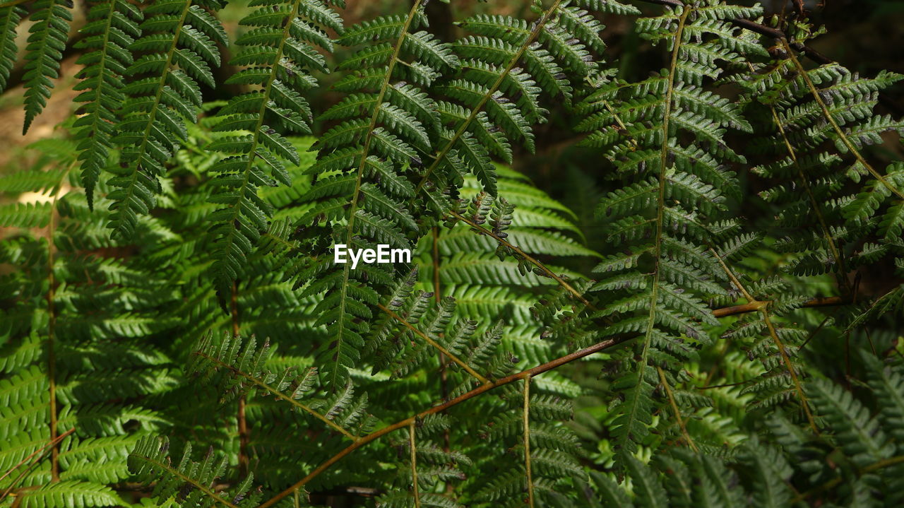 Ferns that grow in tropical forests. usually found in humid and fertile forest areas