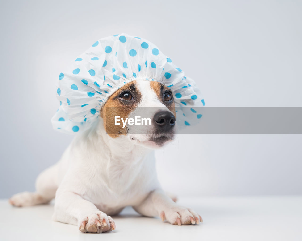 PORTRAIT OF PUPPY SITTING ON WHITE BACKGROUND