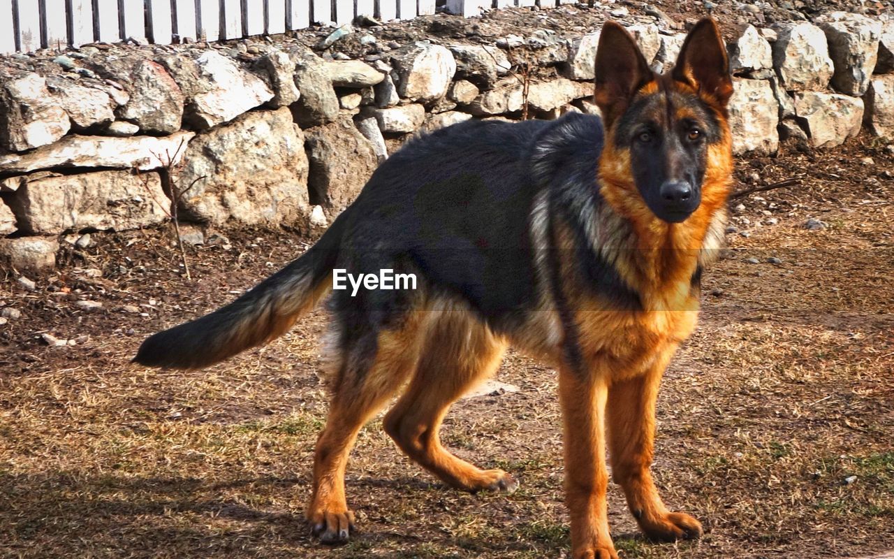 Portrait of german shepherd standing on field against stone wall