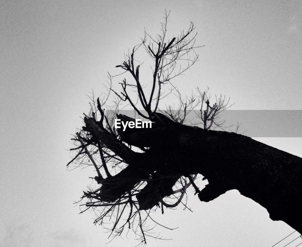 Low angle view of silhouette bare tree against clear sky