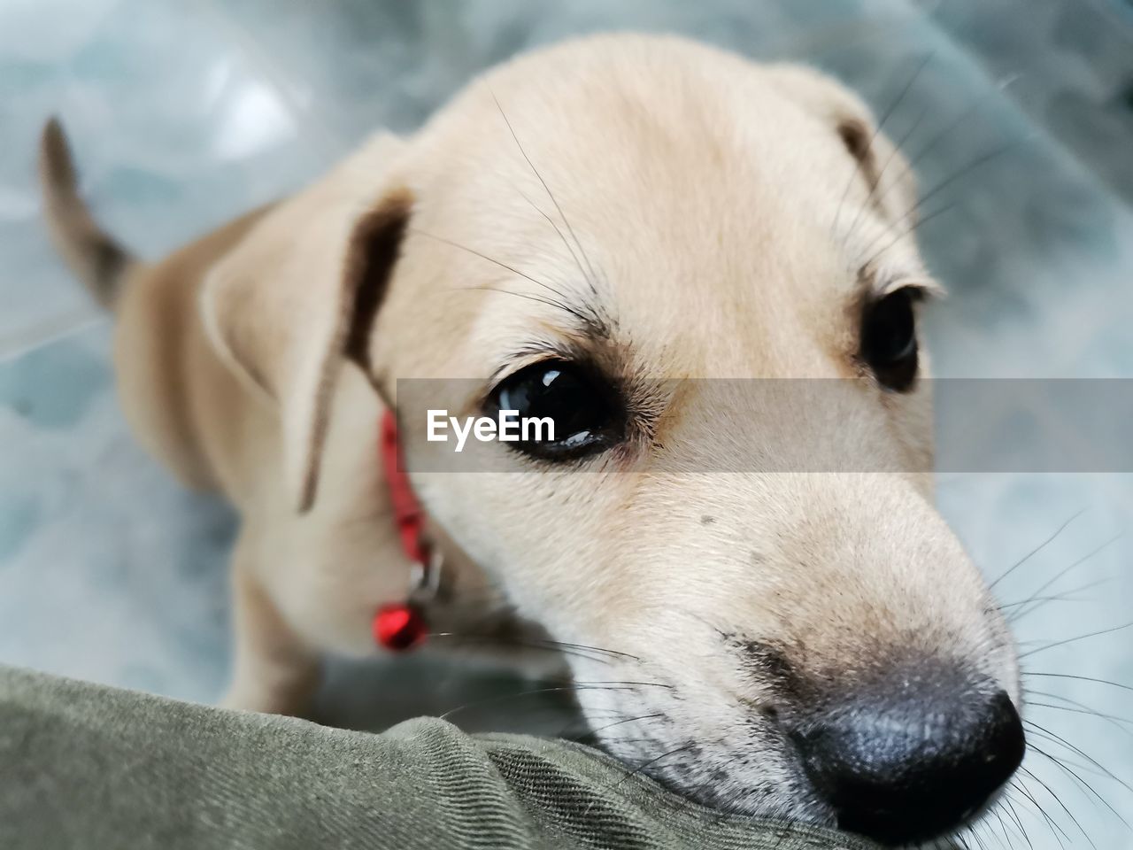 PORTRAIT OF DOG