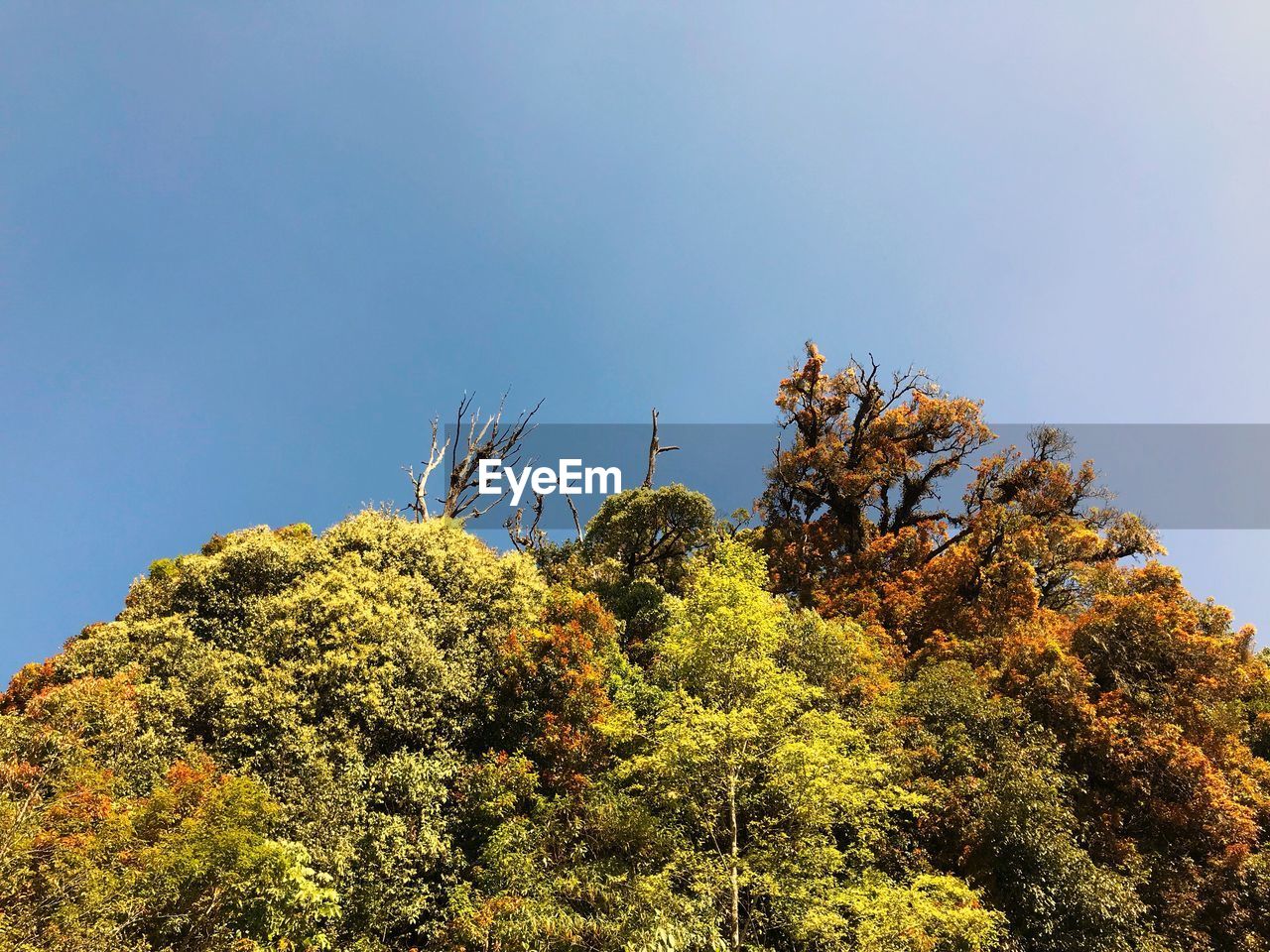 Low angle view of trees against clear sky