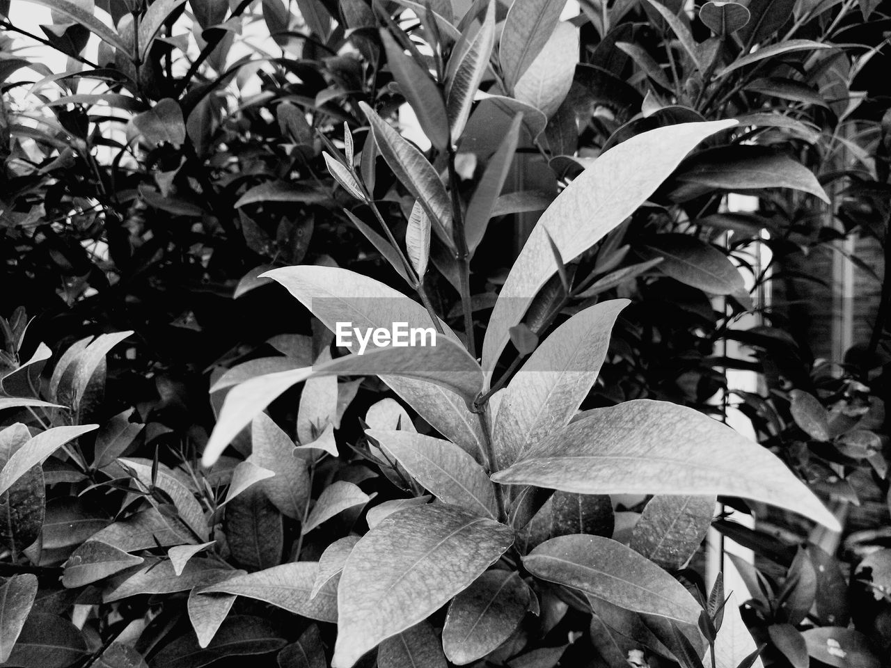 CLOSE-UP OF LEAVES ON PLANT