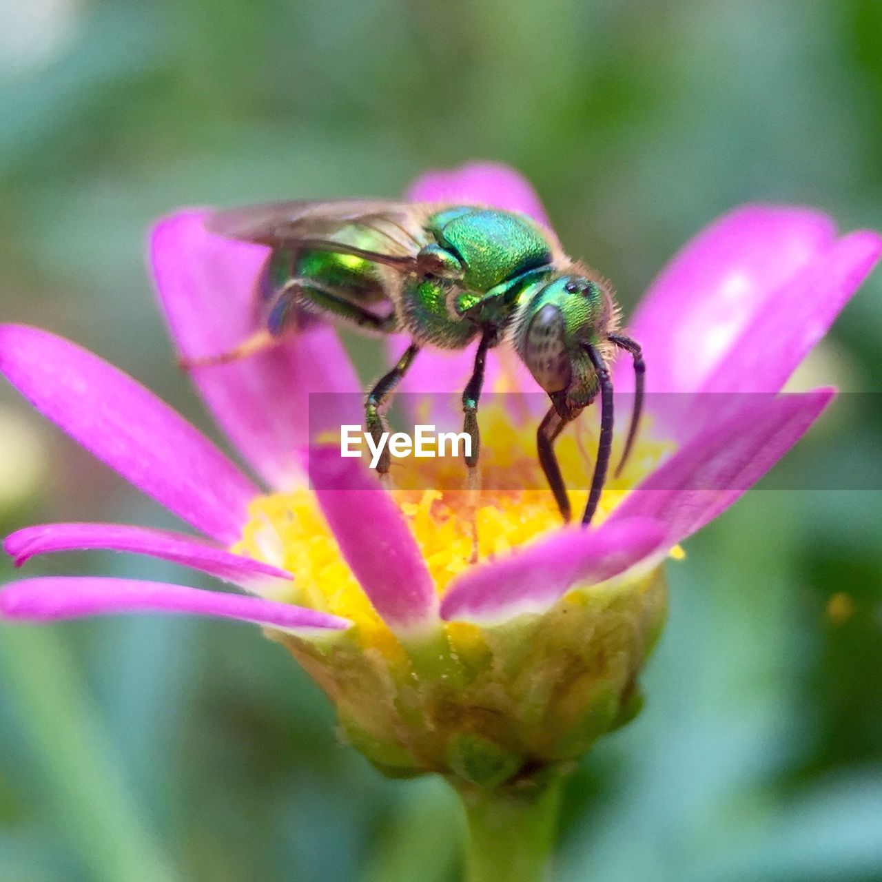 Close-up of insect on purple flower