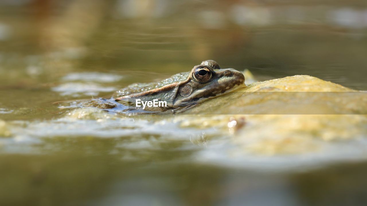 Close-up of frog in lake