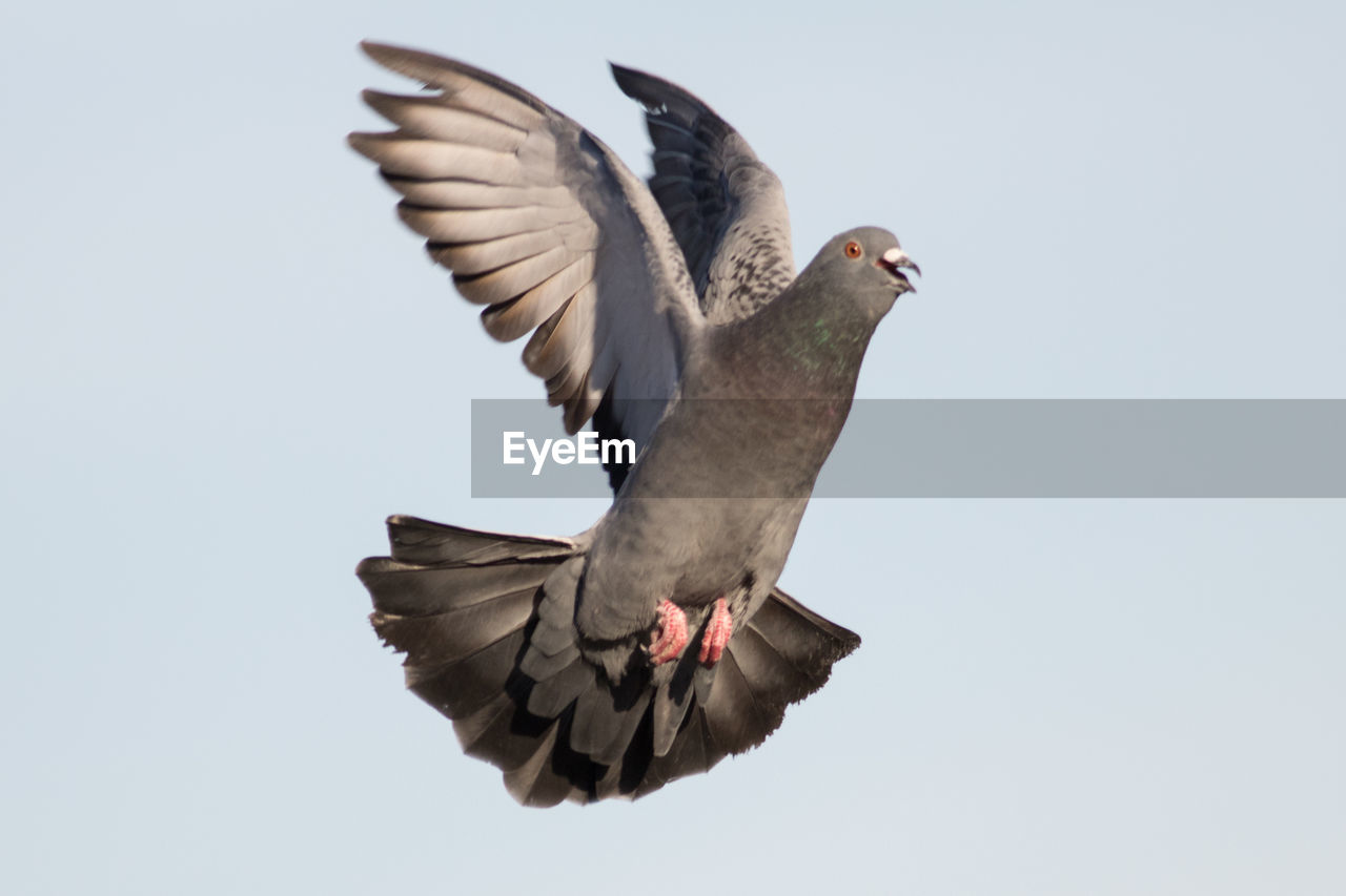 Low angle view of pigeon flying