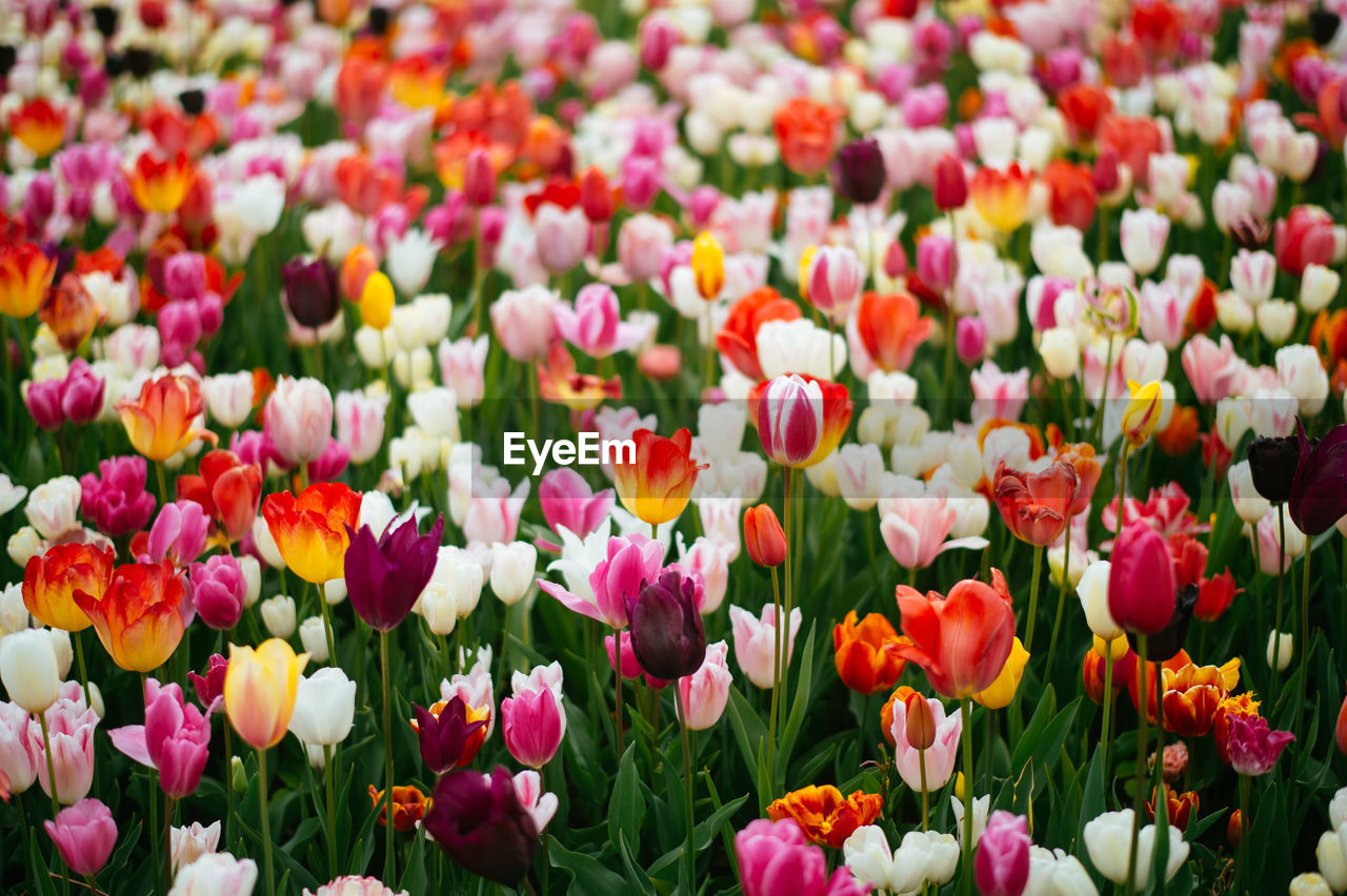 Close-up of pink tulips