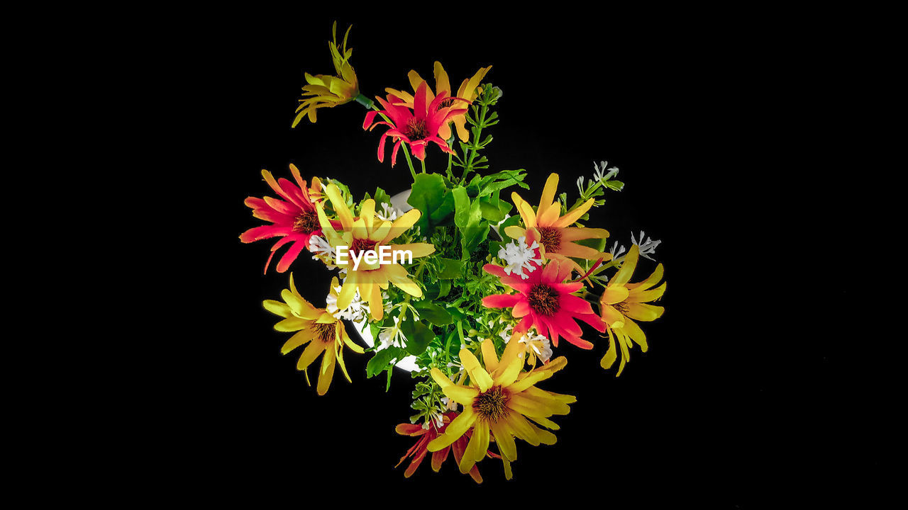 Directly above close-up of flowering plants over black background