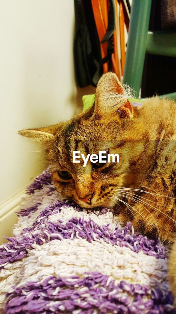 Close-up of cat resting on rug