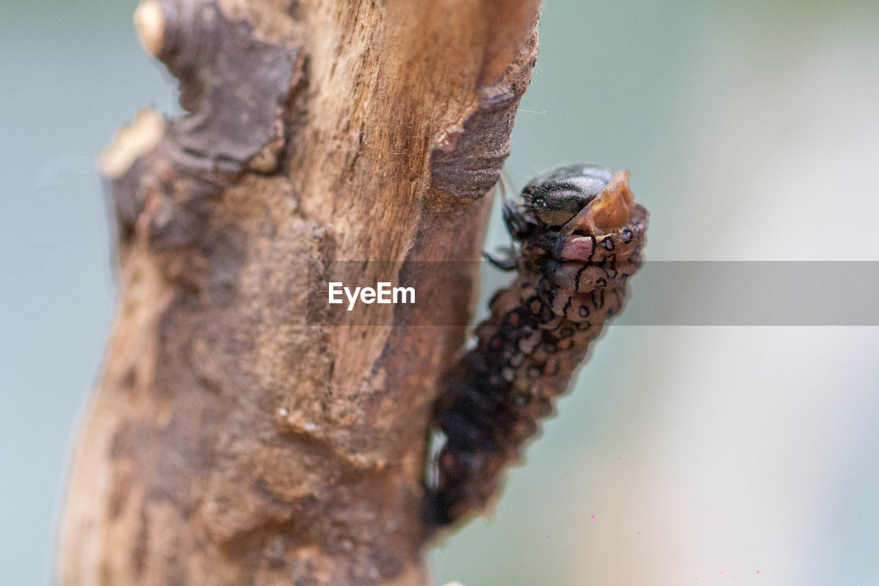 Close-up of cocoon on tree