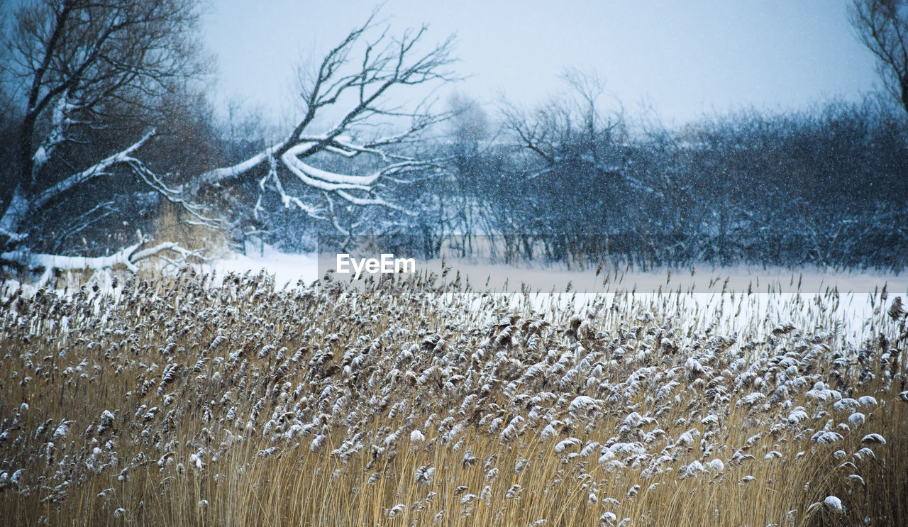 Bare trees on snow covered land