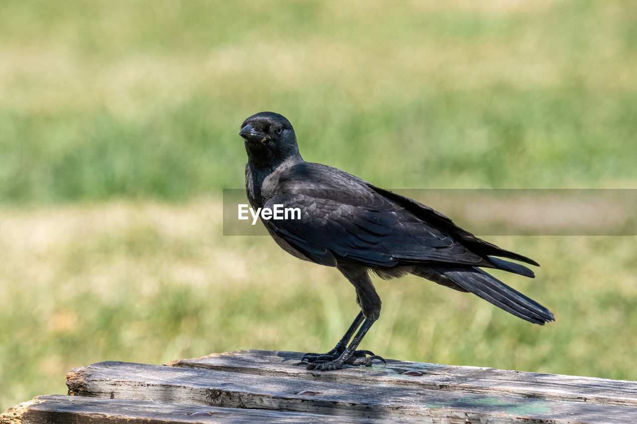 CLOSE-UP OF BIRD PERCHING ON A WOOD