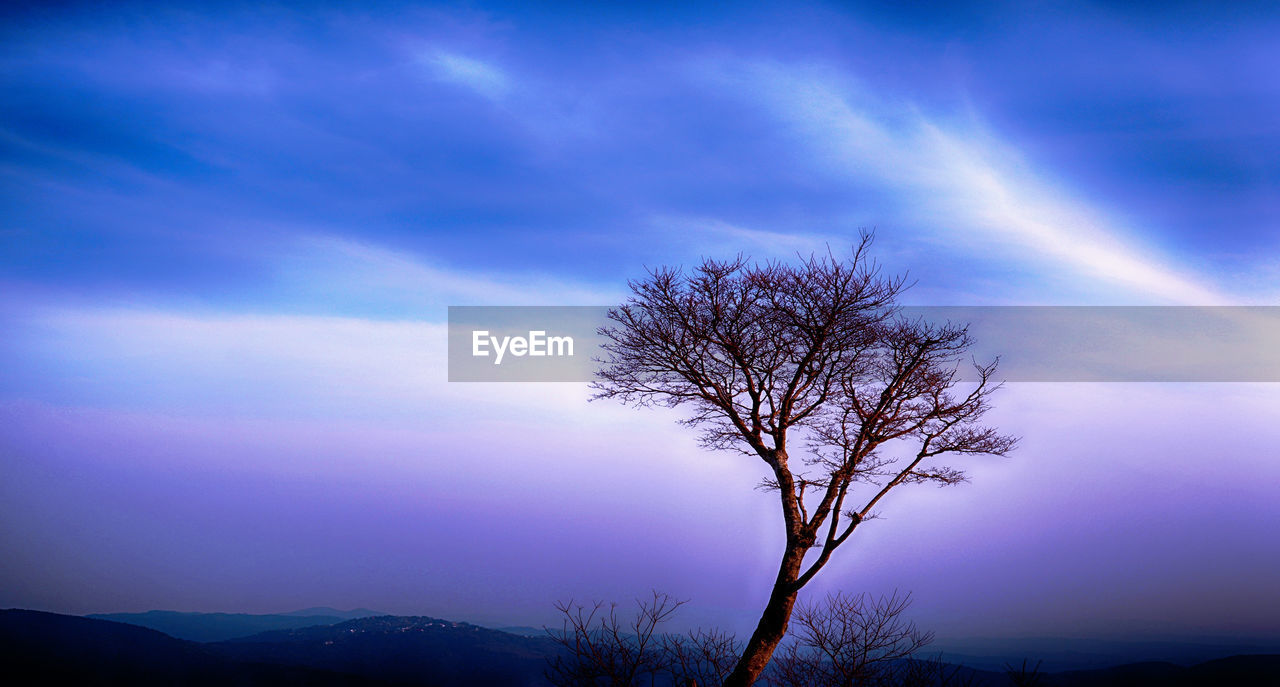 Silhouette bare tree on landscape against blue sky