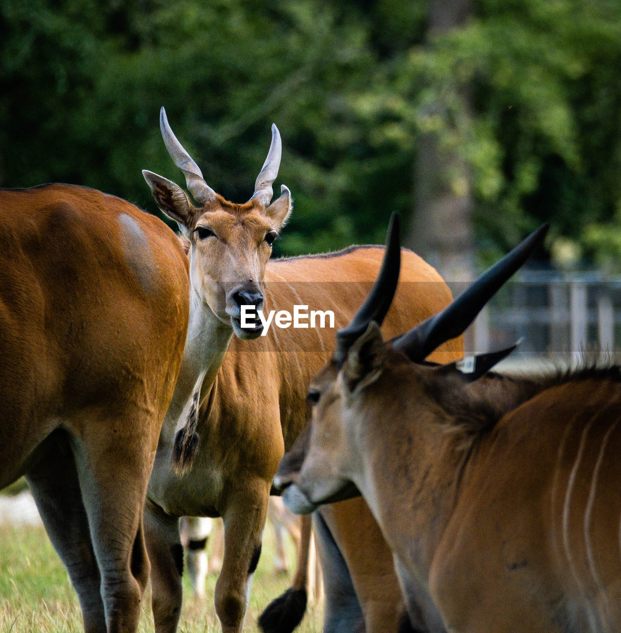 Deer standing on field