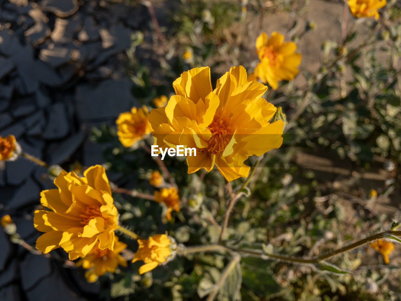 Close-up of yellow flowering plant on field