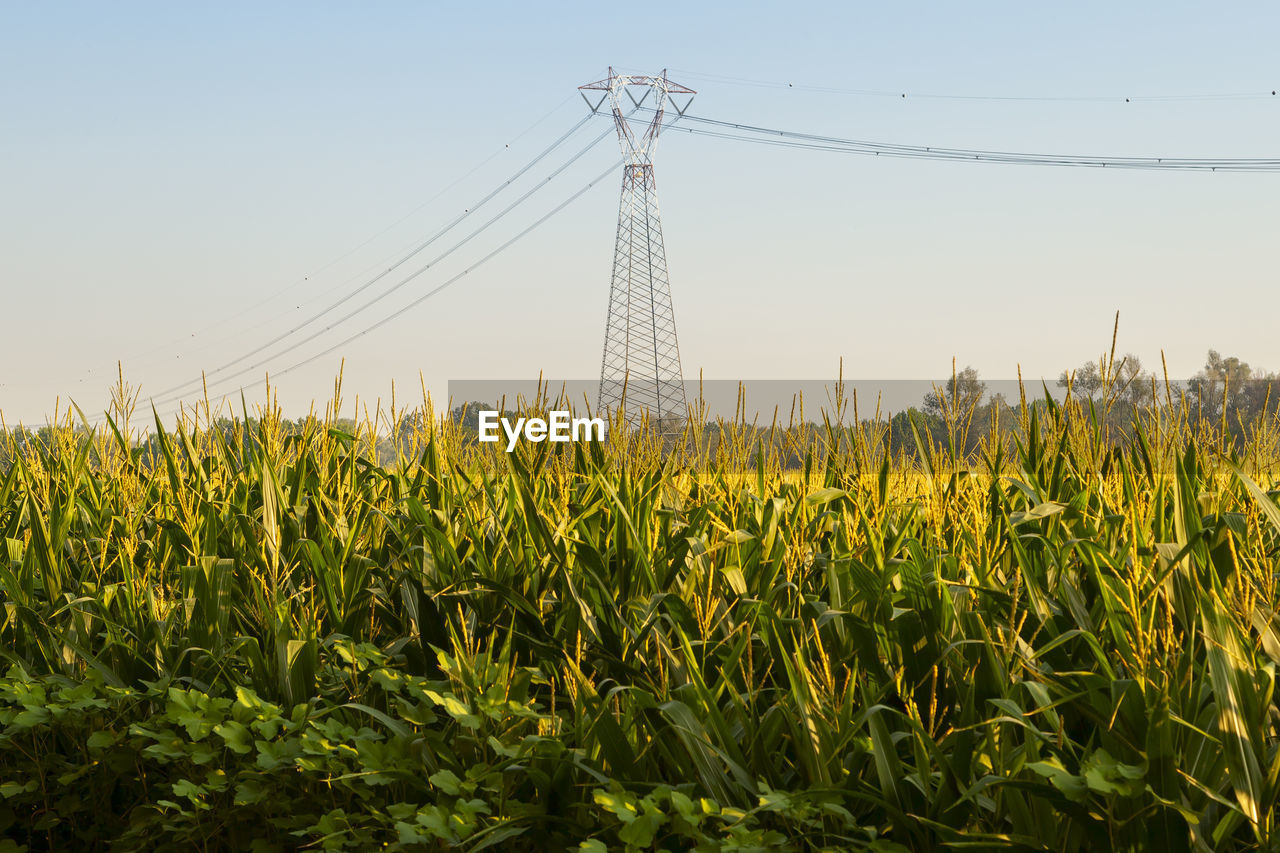High voltage electricity tower view in a corn field