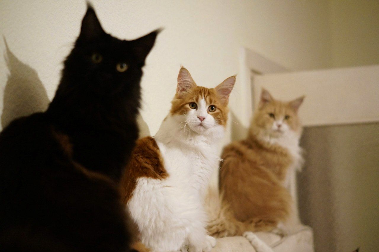 Cats sitting at home
