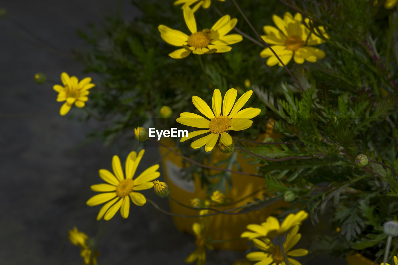 HIGH ANGLE VIEW OF YELLOW FLOWERING PLANTS