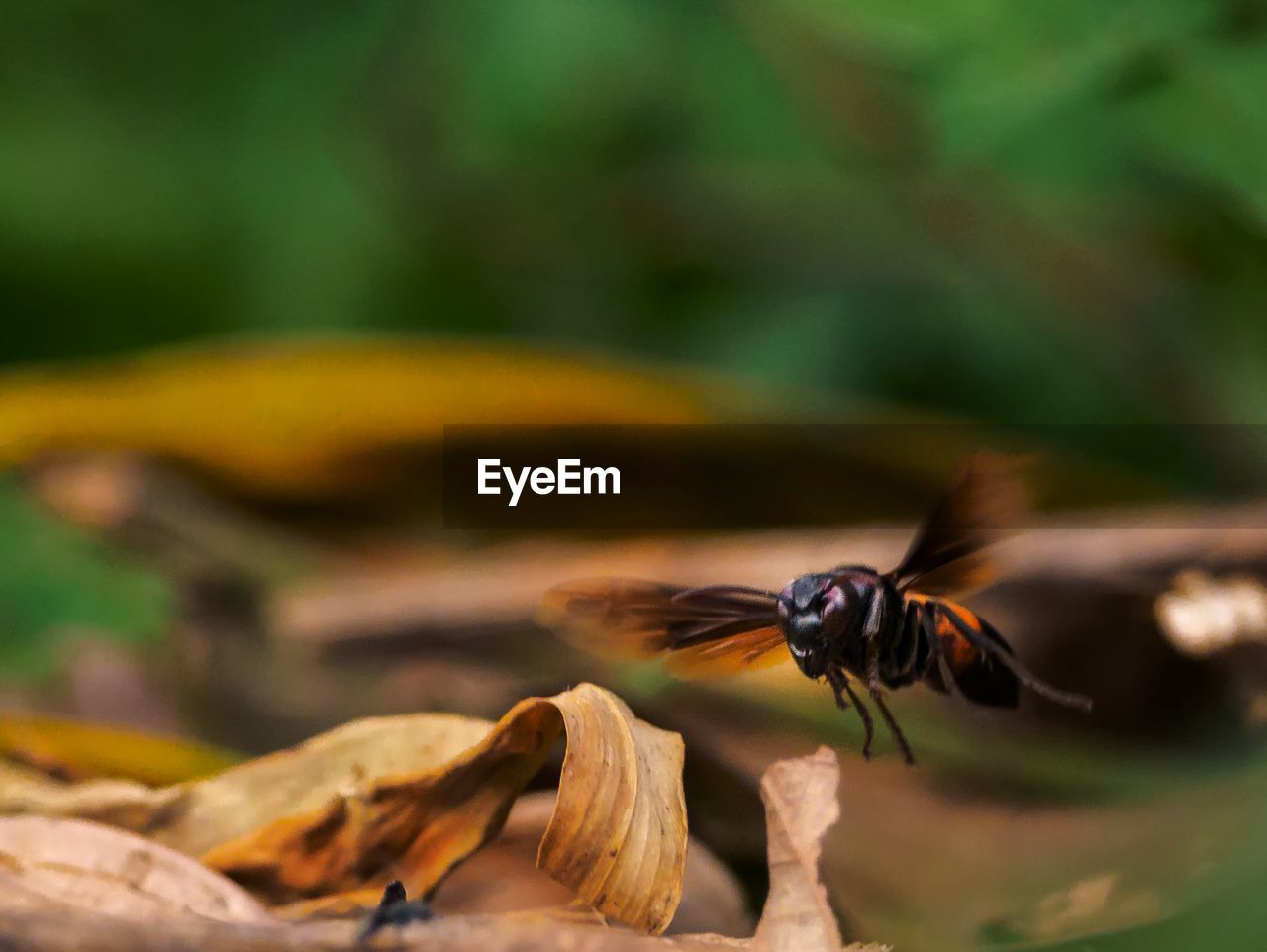 Close-up of bee pollinating flower