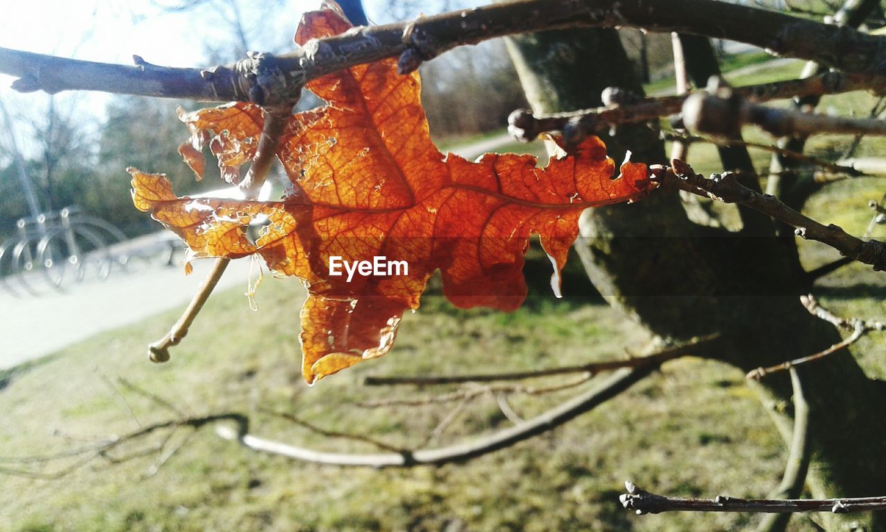 CLOSE-UP OF MAPLE LEAVES ON TREE