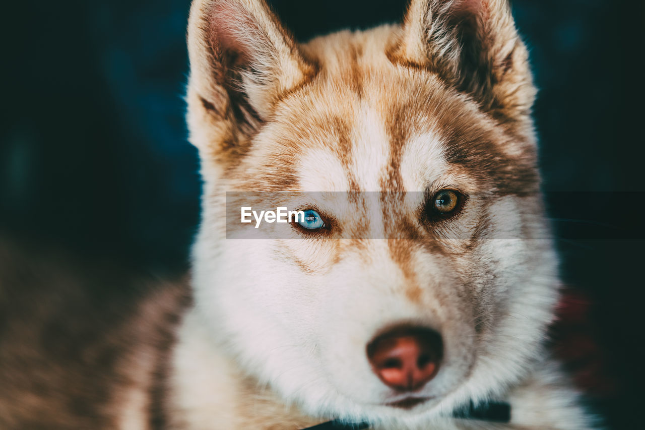 Close-up portrait of dog