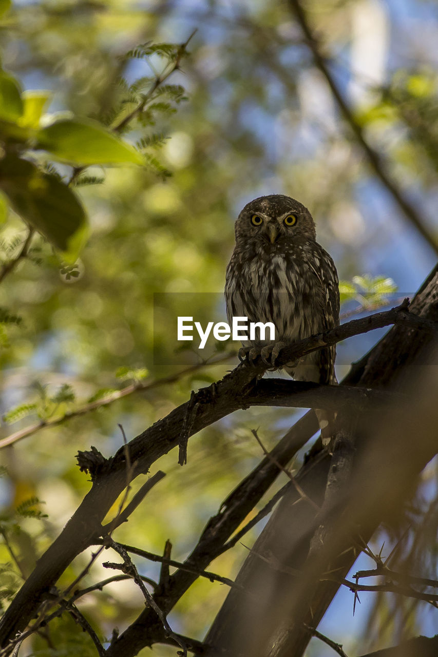 Low angle view of bird perching on tree