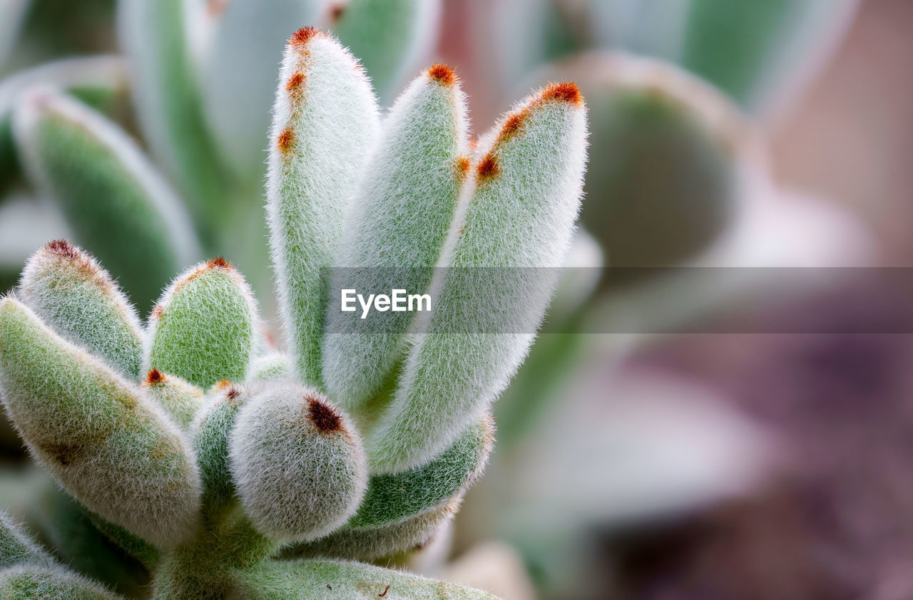 Kalanchoe tomentosa crassulaceae