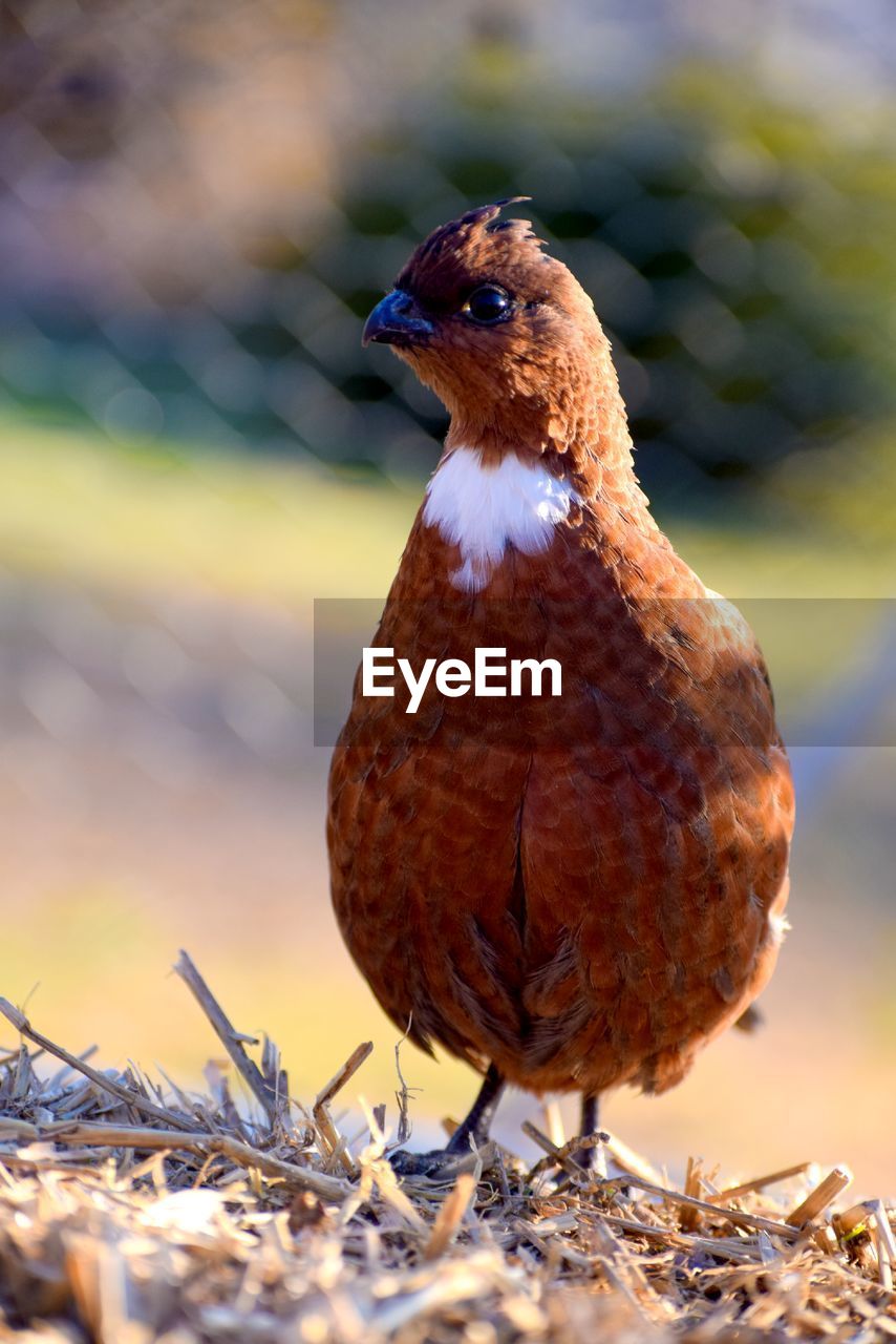 Close-up of a bird looking away