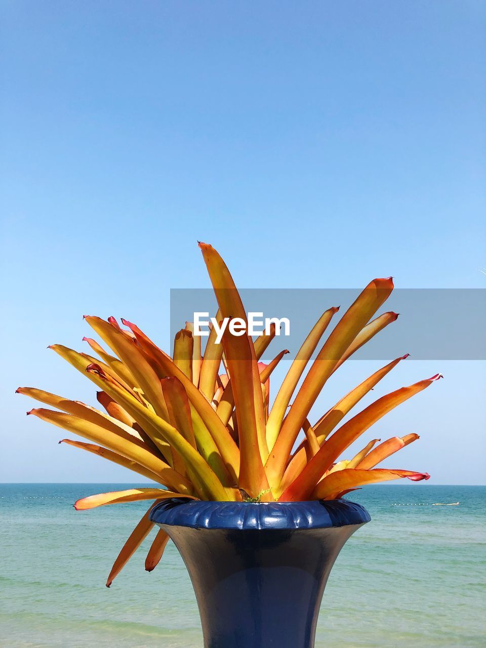 Close-up of flower on beach against clear sky