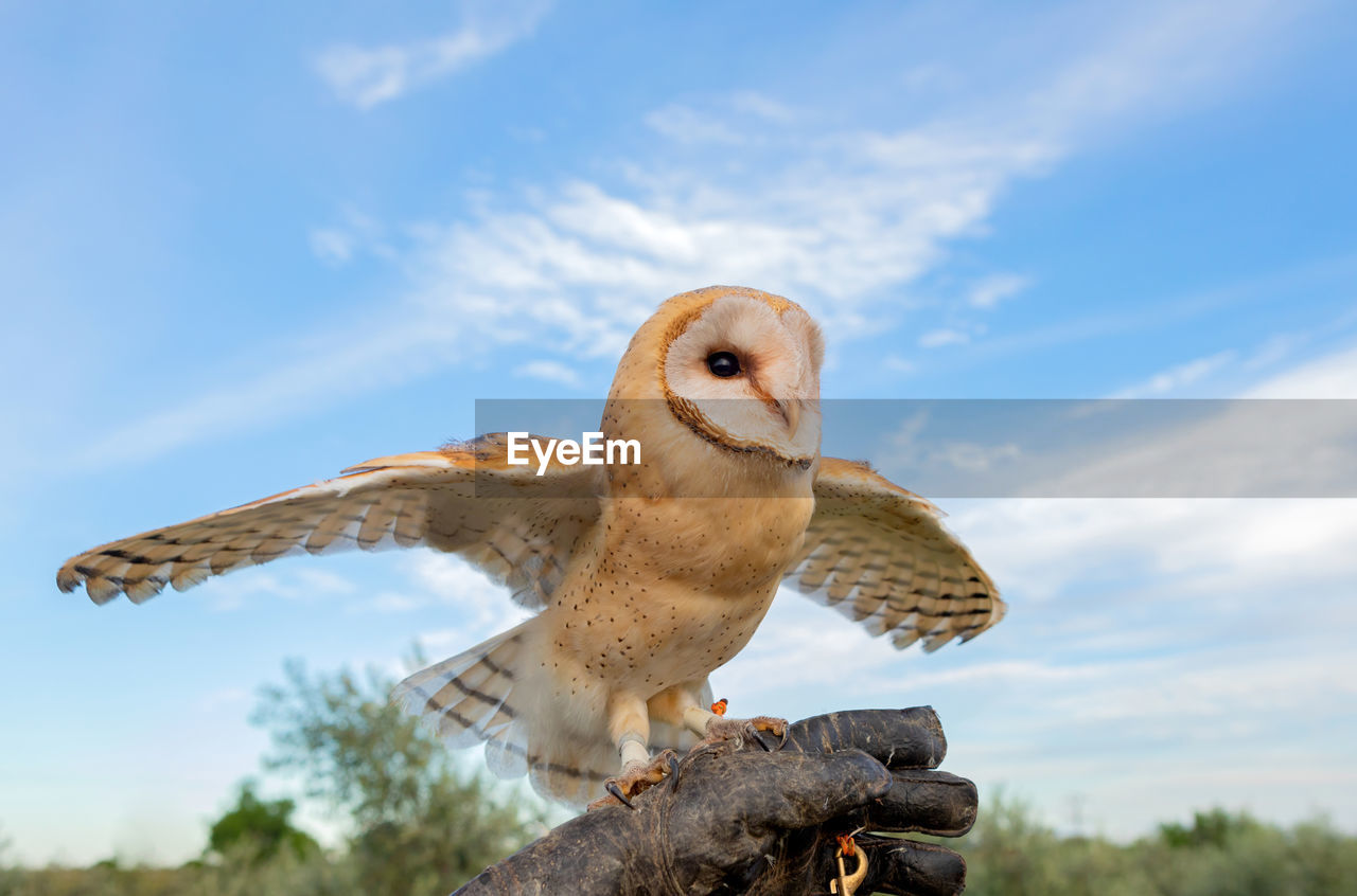 LOW ANGLE VIEW OF EAGLE OWL