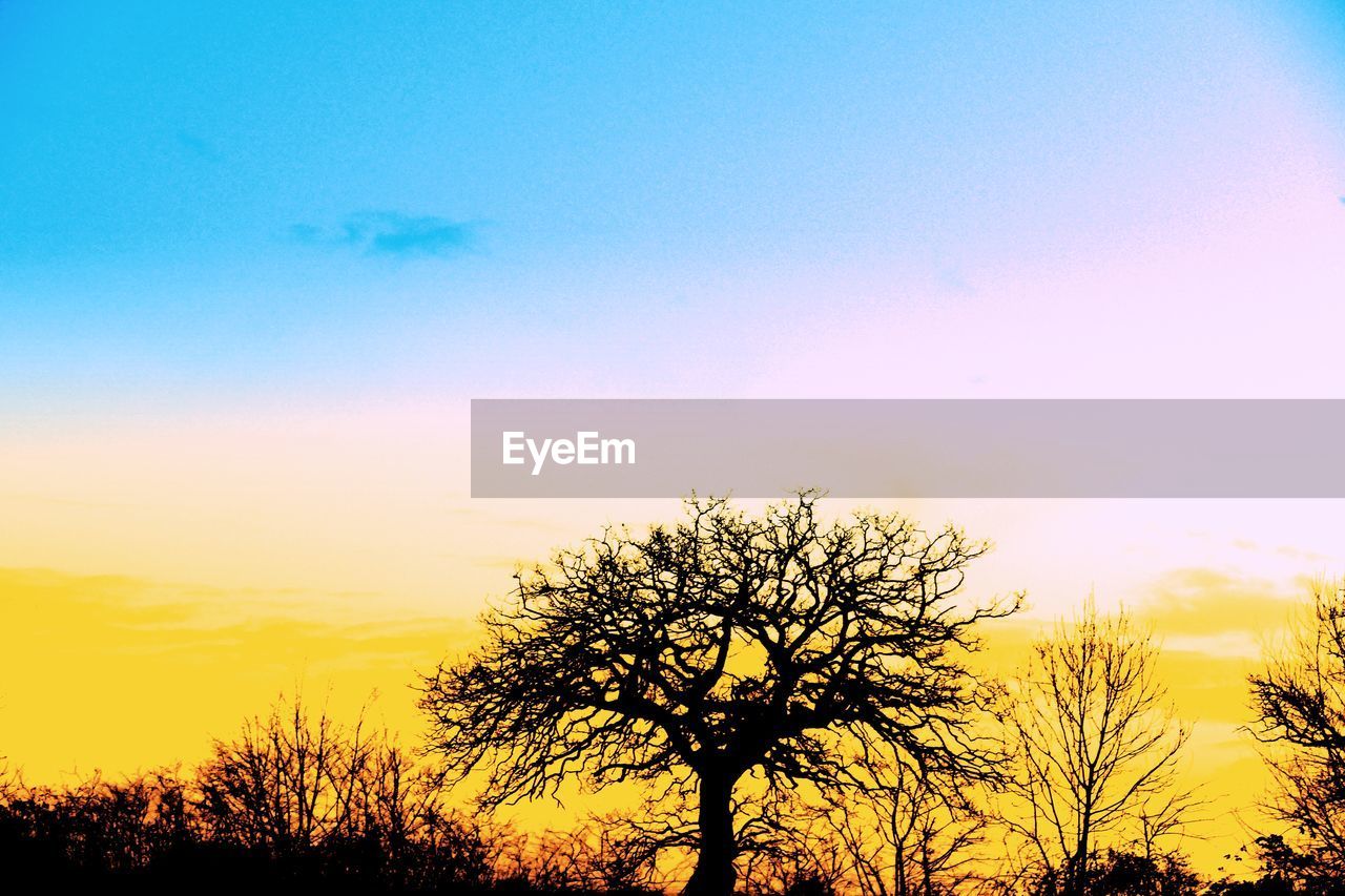 SILHOUETTE OF TREES AGAINST SKY AT SUNSET