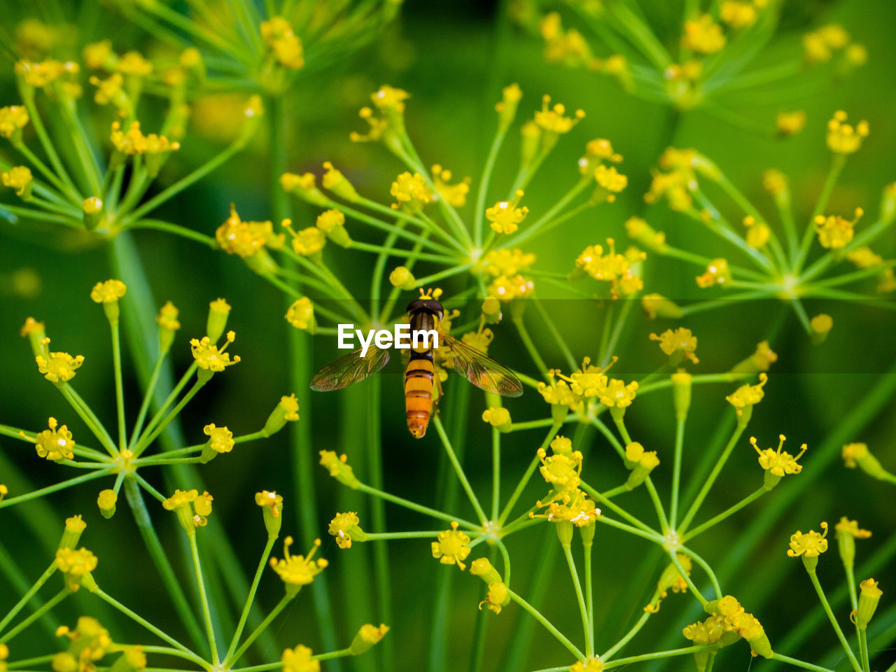 CLOSE-UP OF BEE POLLINATING ON YELLOW FLOWER