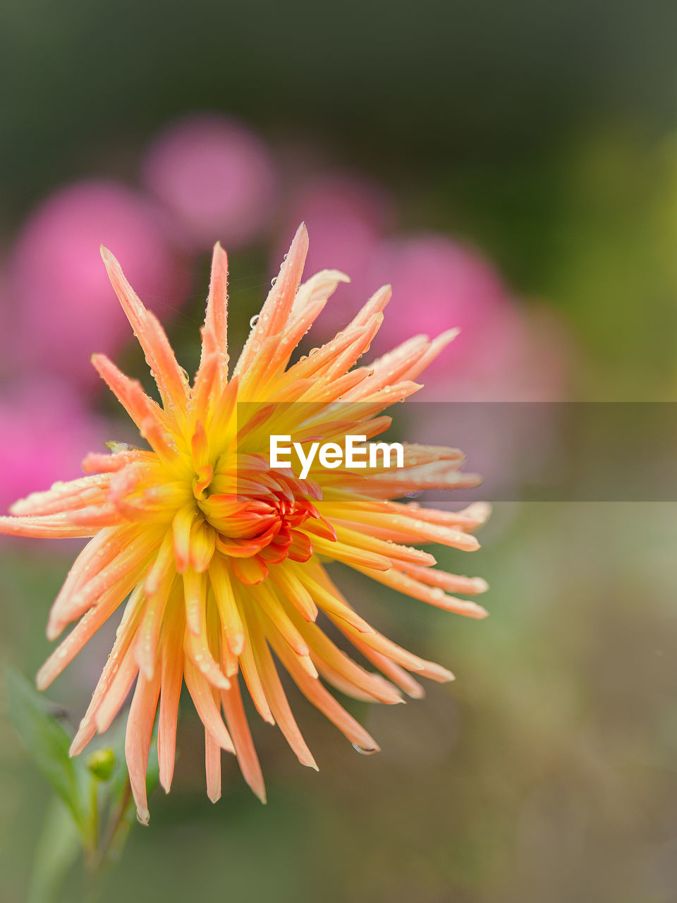 Close-up of orange flower