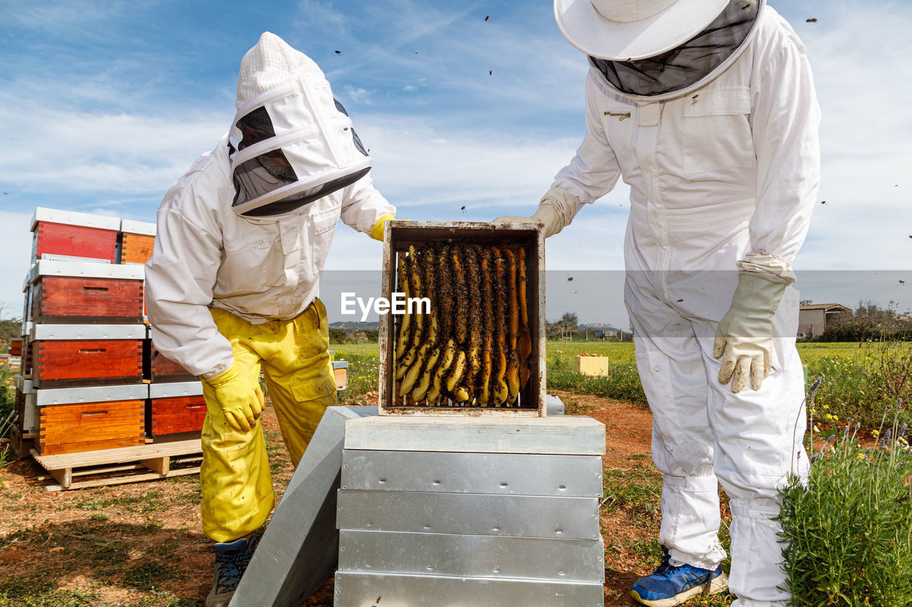 Professional male and female beekeepers inspecting honeycomb with bees while working in apiary in summer day