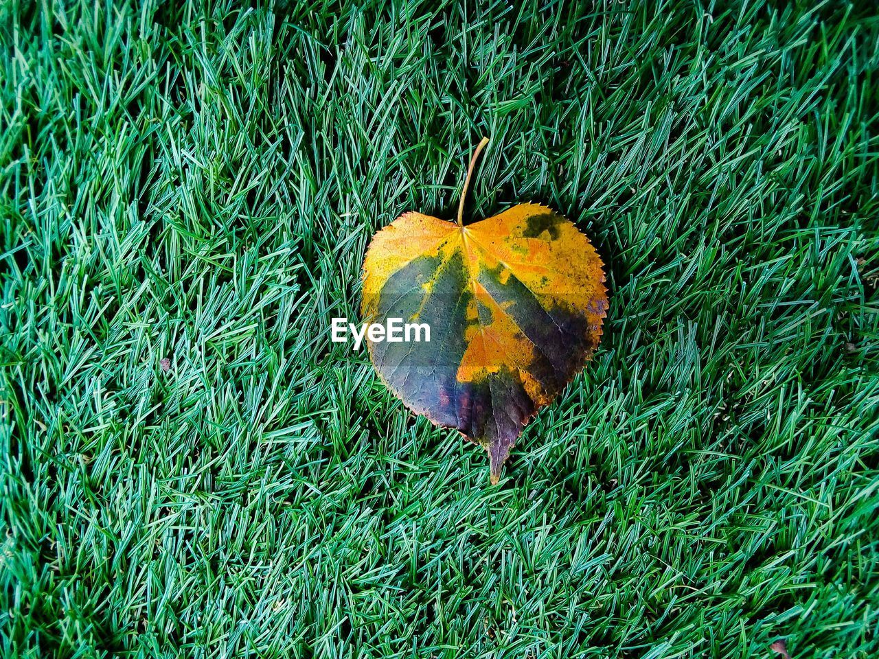 HIGH ANGLE VIEW OF DRY LEAF ON LAND