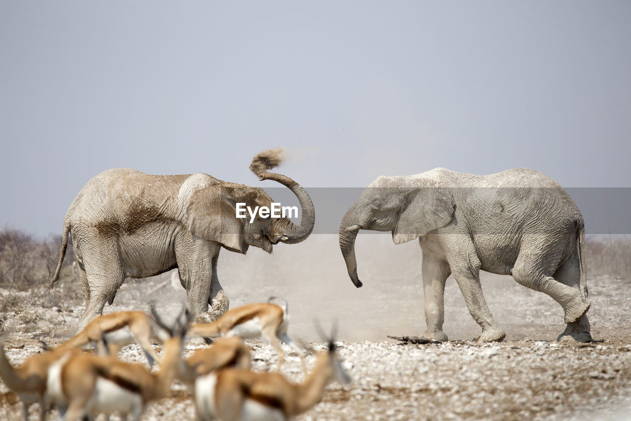 Side view of elephants