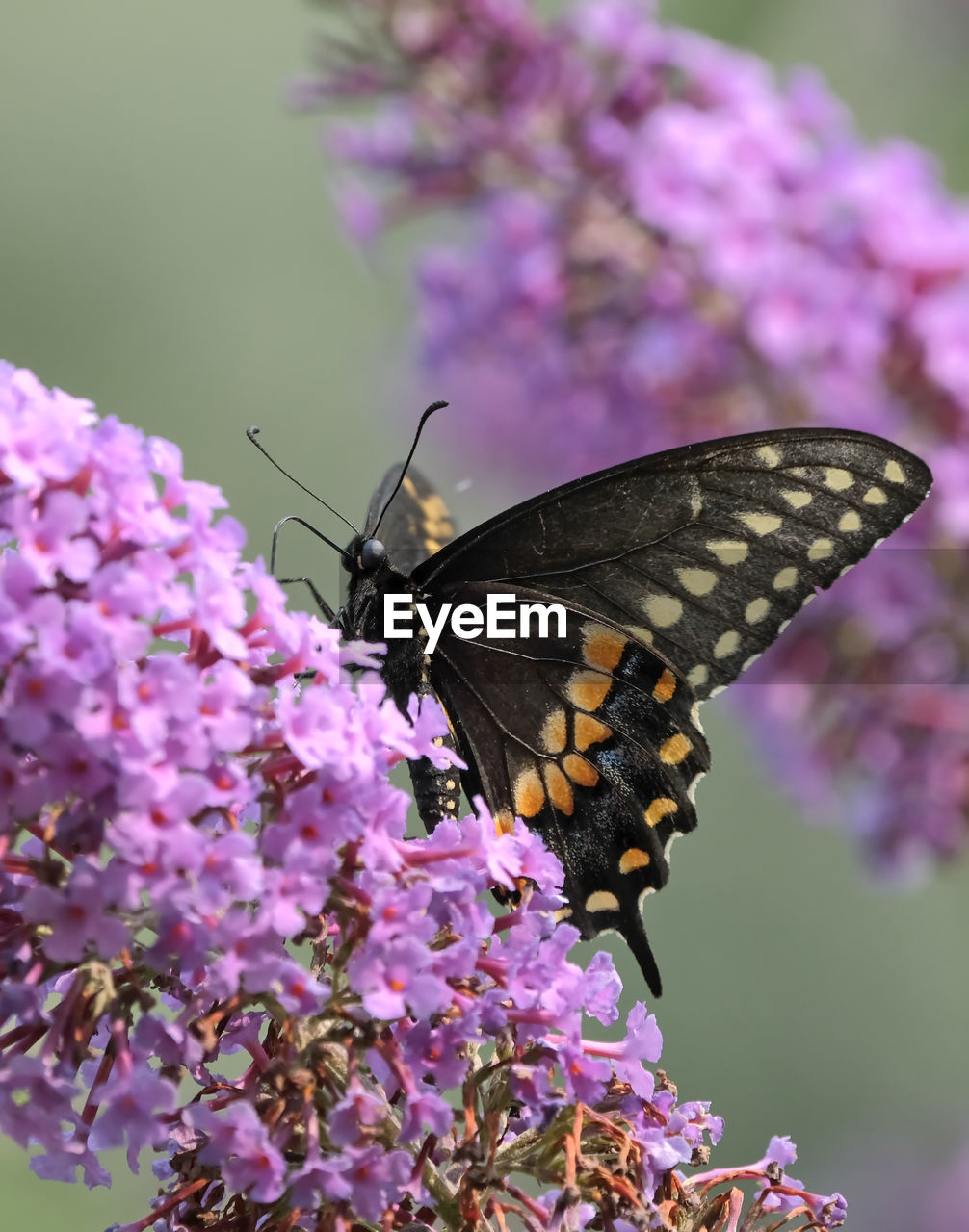 Black swallowtail butterfly